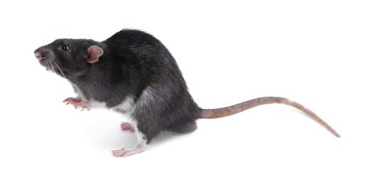 Photo of One cute small rat on white background