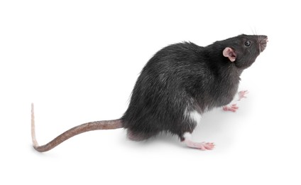 Photo of One cute small rat on white background