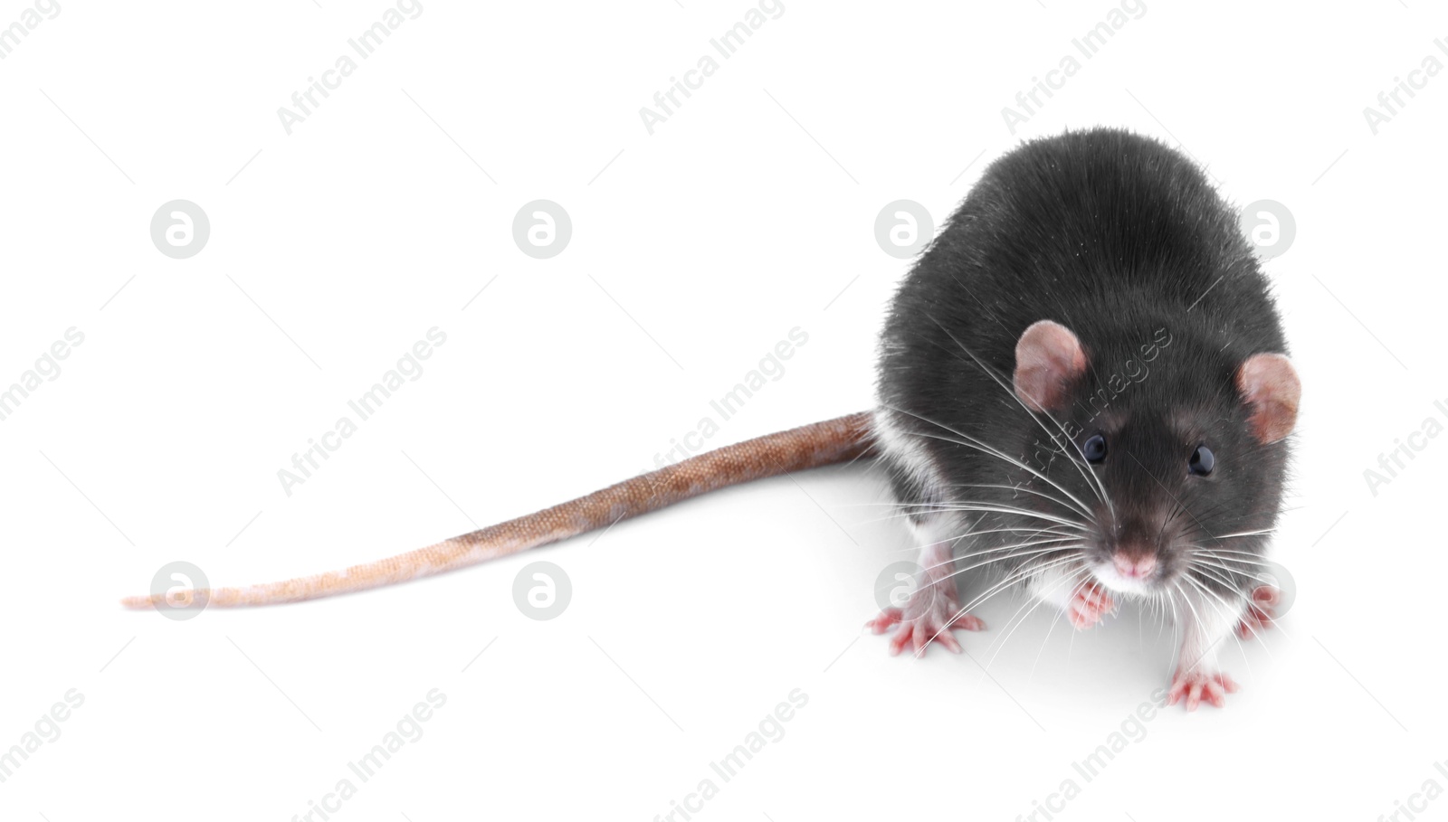 Photo of One cute small rat on white background