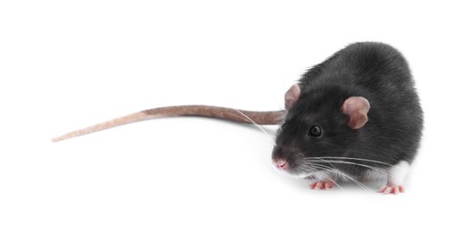 Photo of One cute small rat on white background