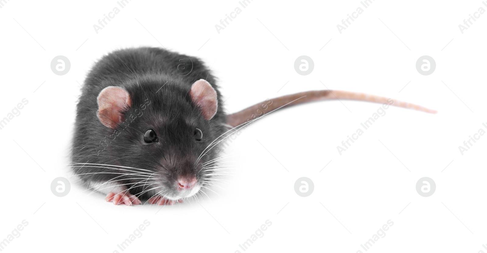 Photo of One cute small rat on white background