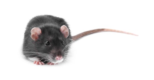 One cute small rat on white background