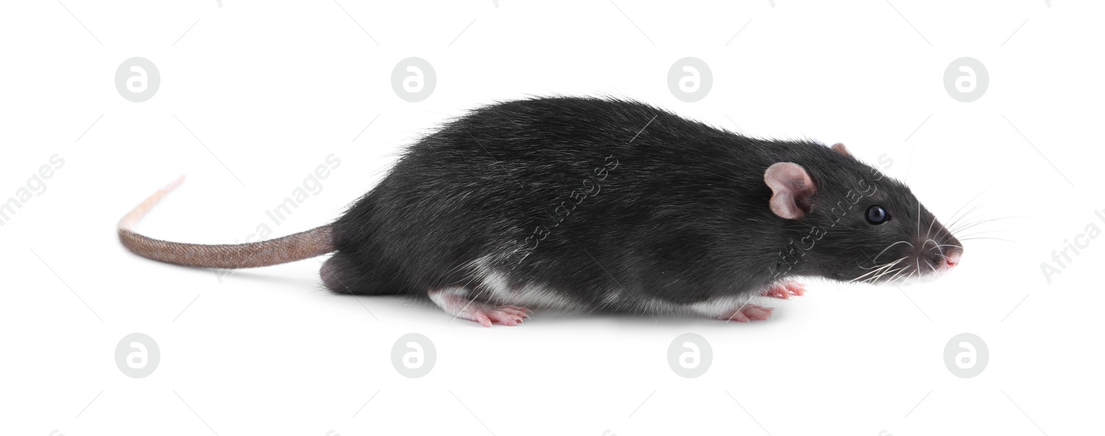 Photo of One cute small rat on white background