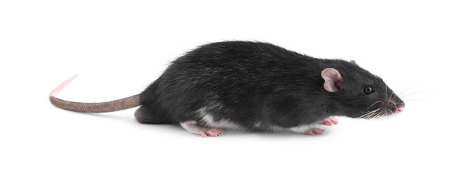 One cute small rat on white background