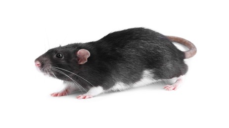 One cute small rat on white background