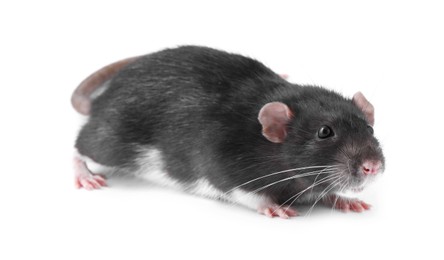 Photo of One cute small rat on white background