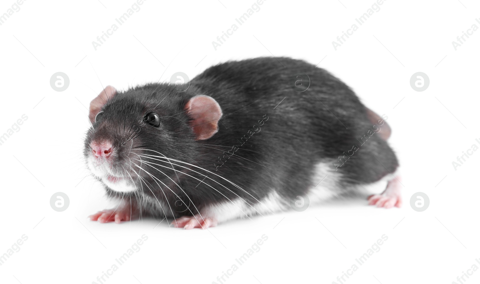 Photo of One cute small rat on white background