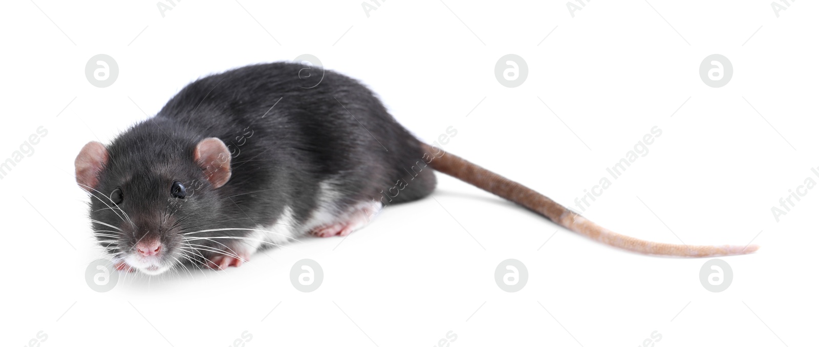 Photo of One cute small rat on white background