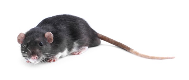 Photo of One cute small rat on white background