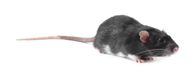 One cute small rat on white background