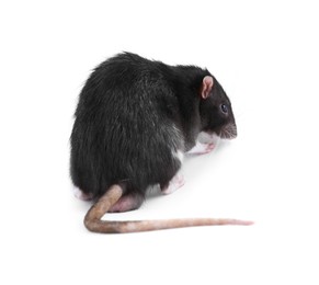 Photo of One cute small rat on white background