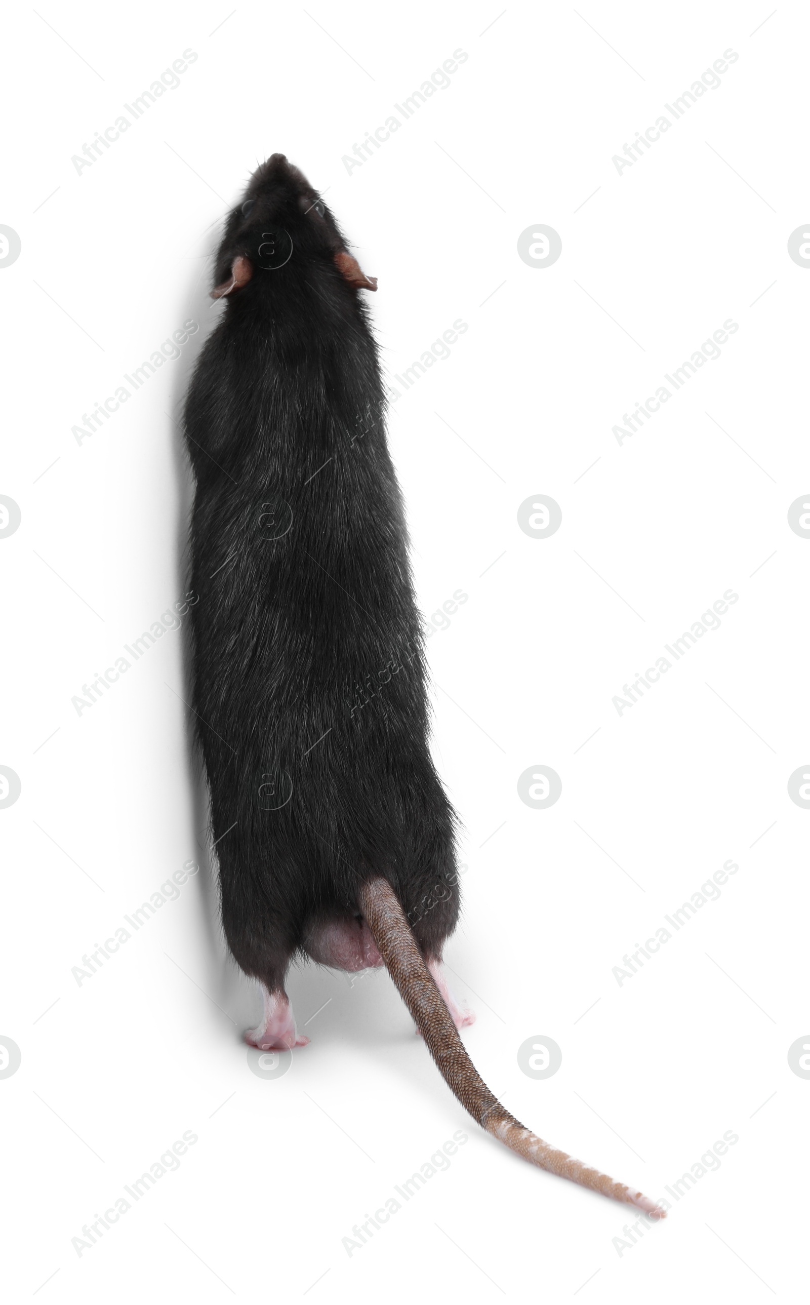 Photo of One cute small rat on white background