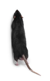 Photo of One cute small rat on white background