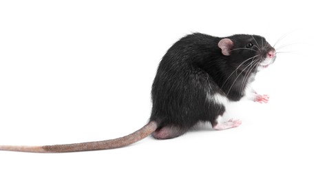 Photo of One cute small rat on white background