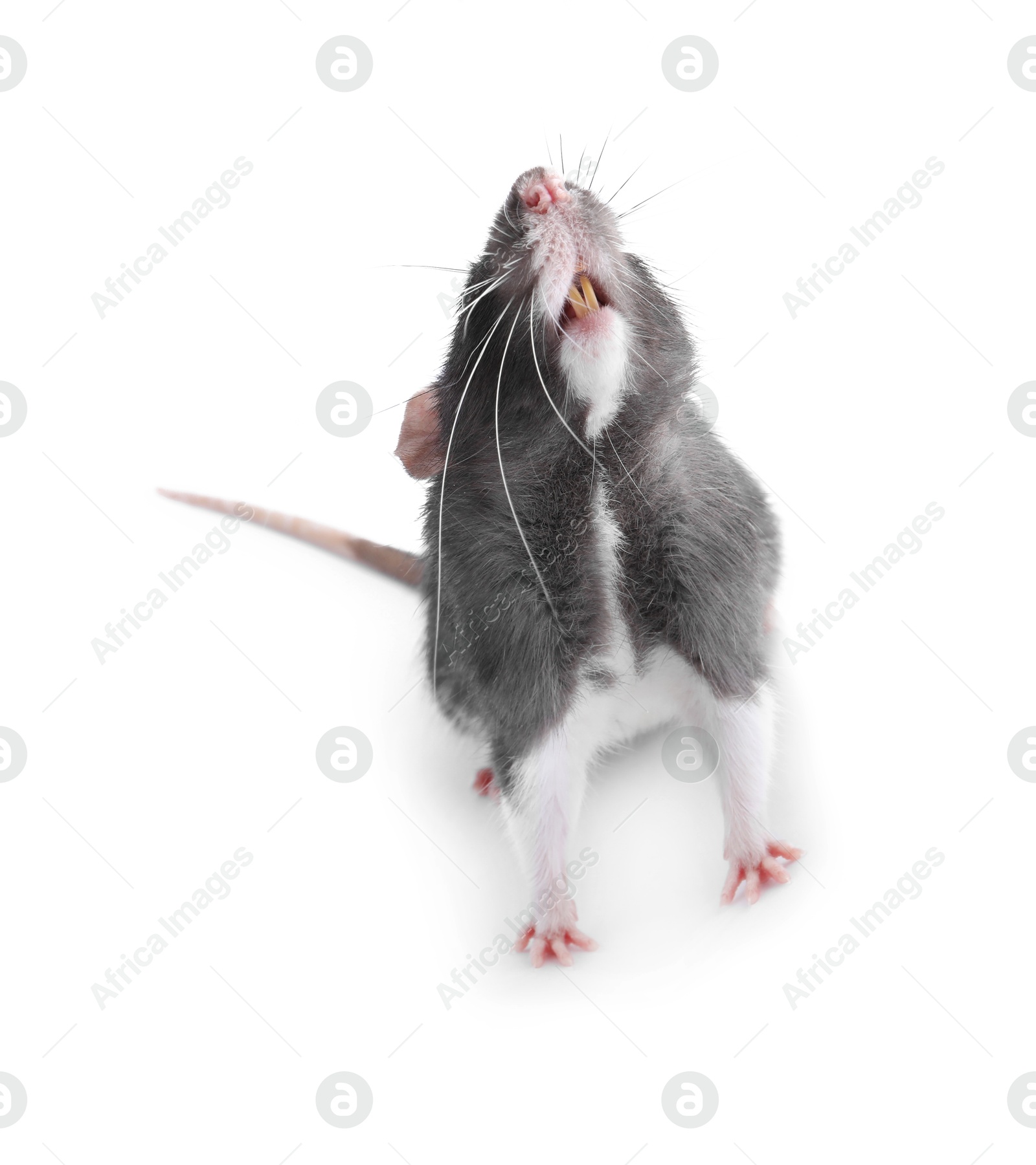 Photo of One cute small rat on white background