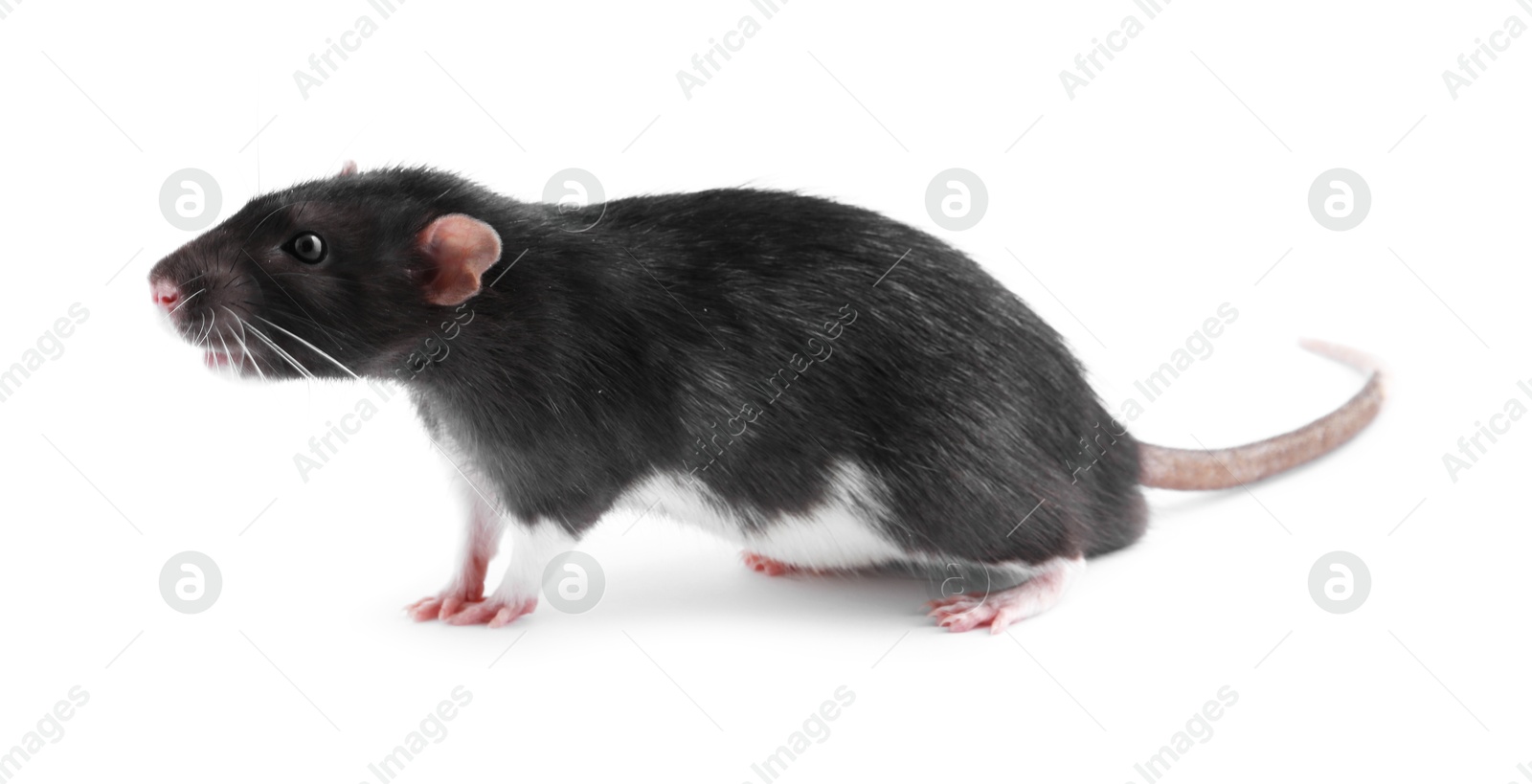 Photo of One cute small rat on white background