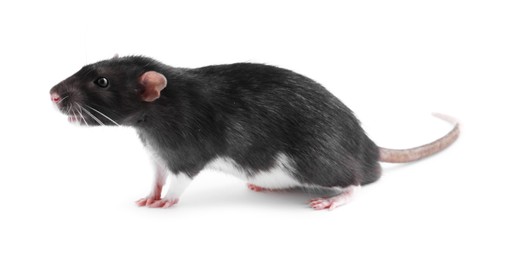 One cute small rat on white background