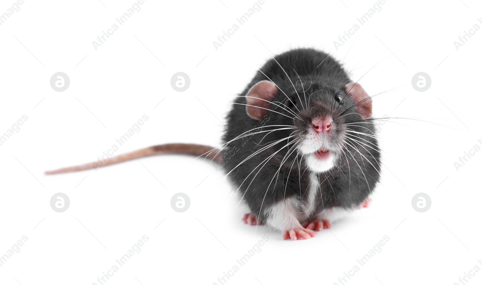 Photo of One cute small rat on white background