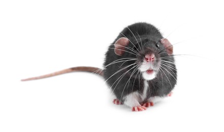 One cute small rat on white background