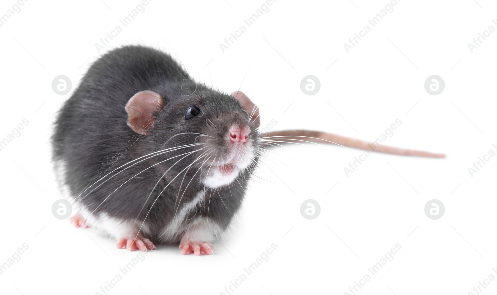 Photo of One cute small rat on white background