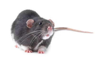 Photo of One cute small rat on white background