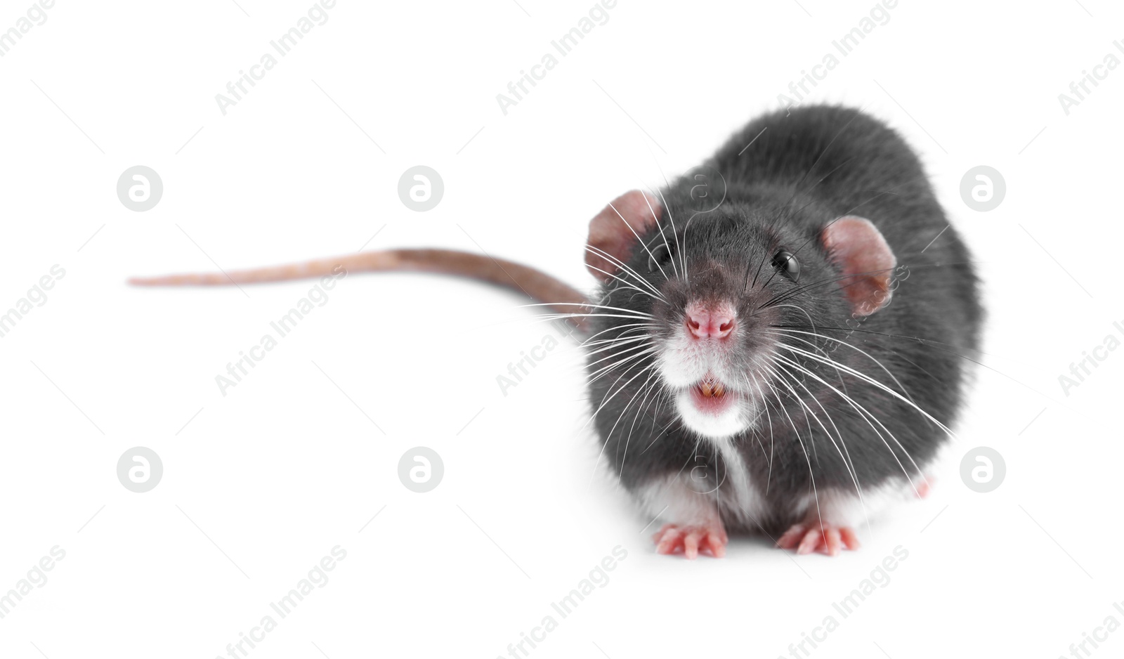 Photo of One cute small rat on white background