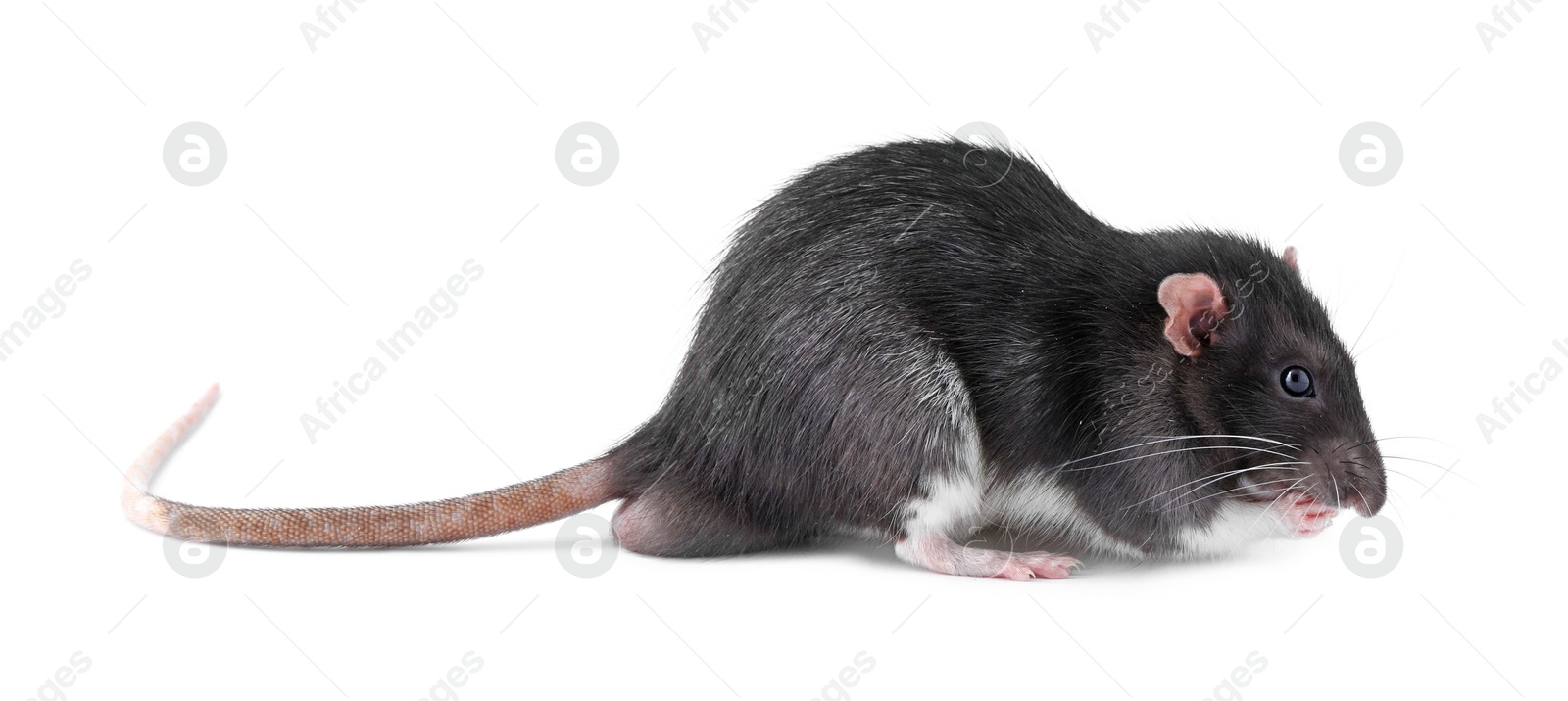 Photo of One cute small rat on white background