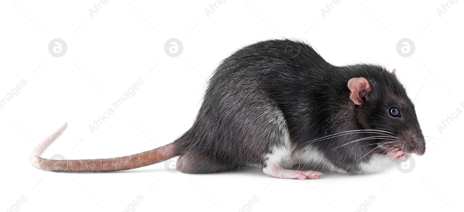 Photo of One cute small rat on white background