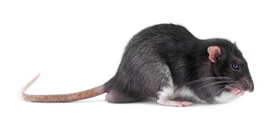 One cute small rat on white background