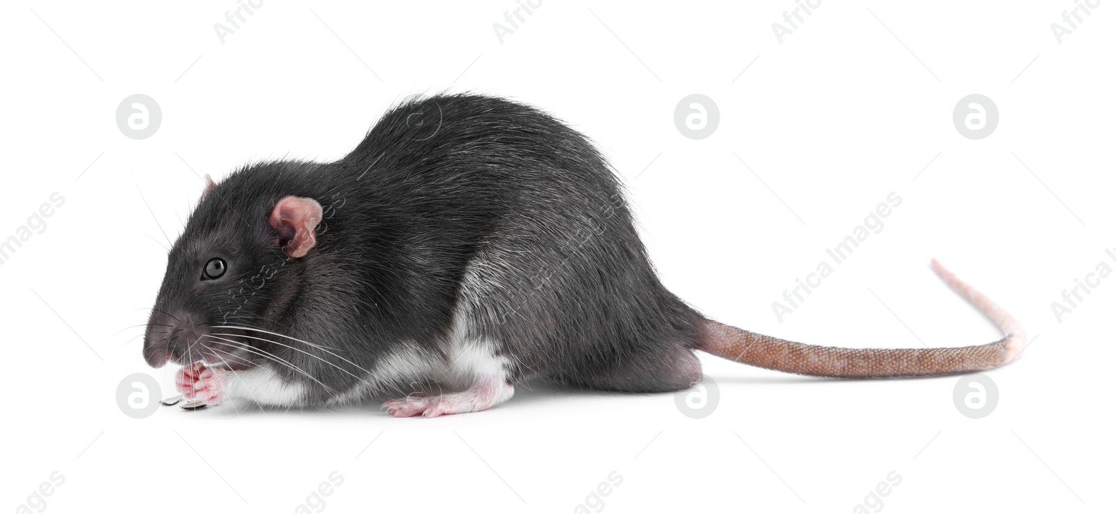 Photo of One cute small rat on white background