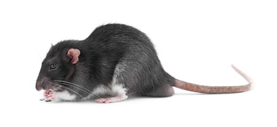 One cute small rat on white background