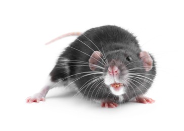 Photo of One cute small rat on white background