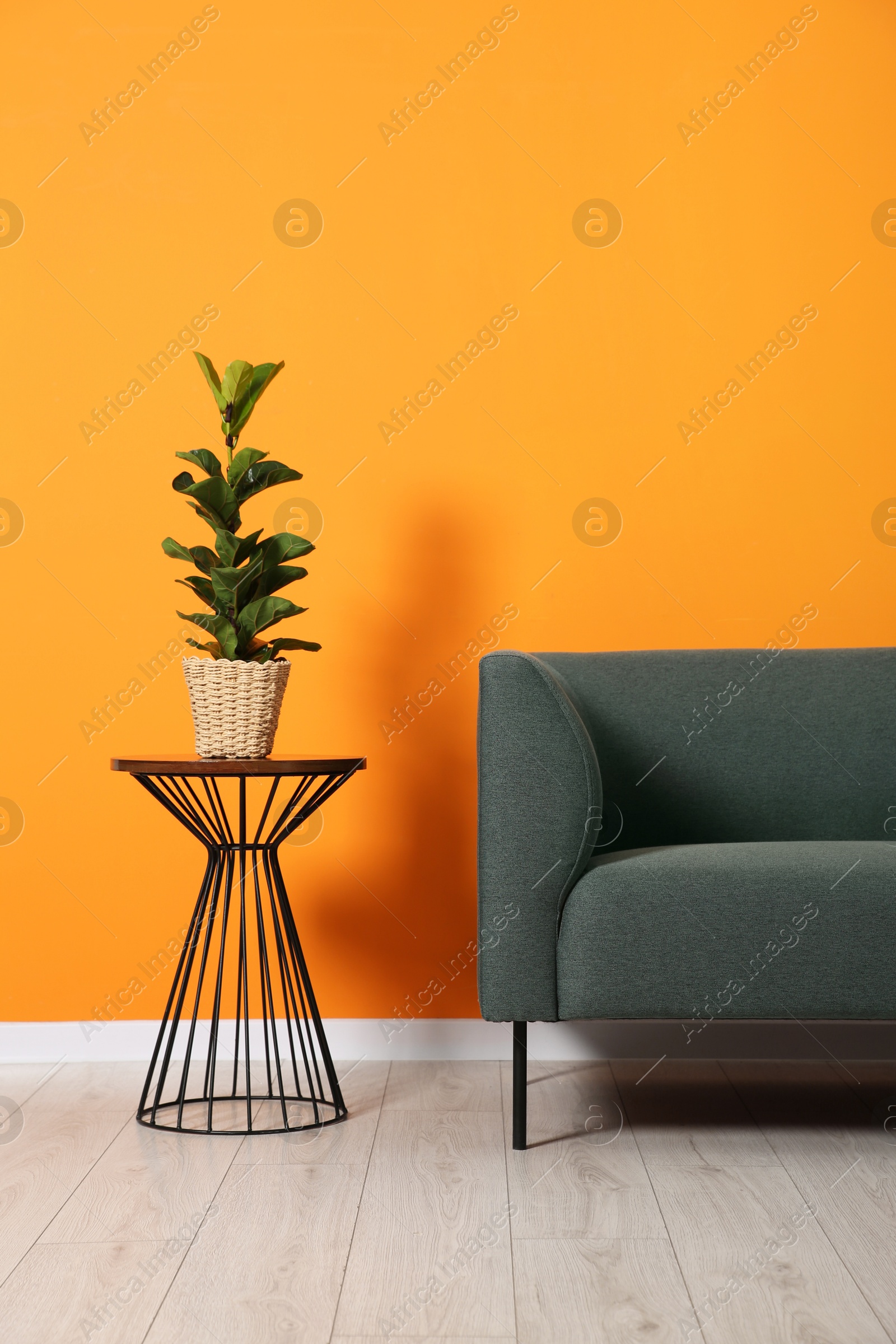 Photo of Stylish sofa and plant on side table near orange wall