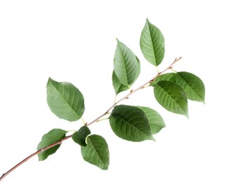 Fresh apple tree leaves isolated on white