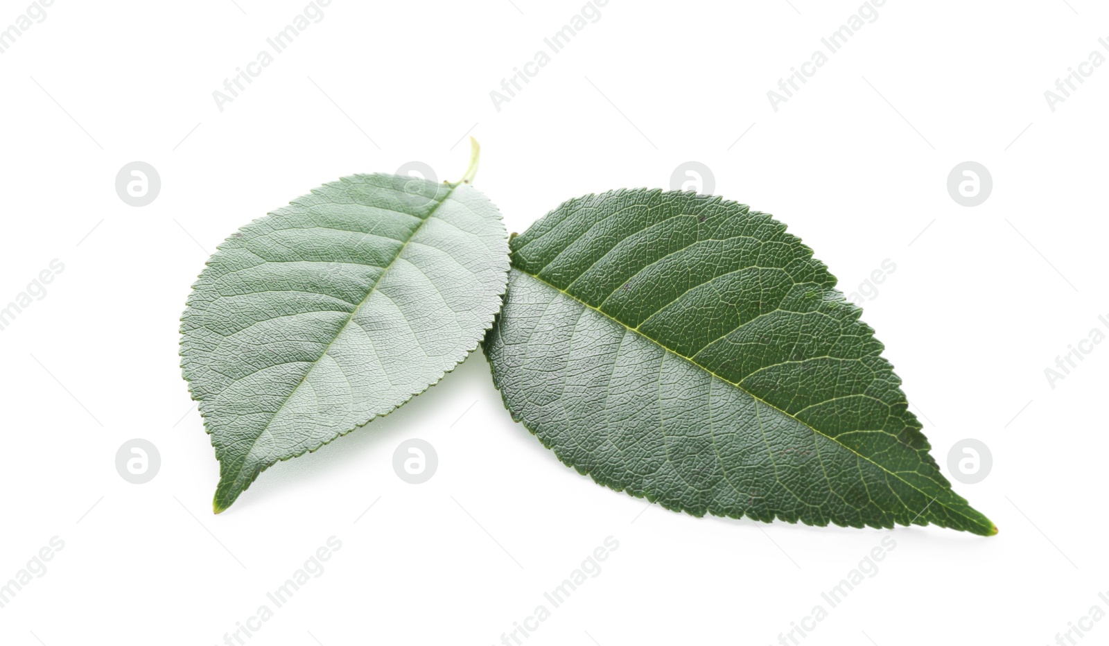 Photo of Fresh apple tree leaves isolated on white