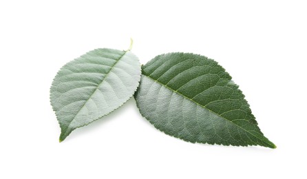 Fresh apple tree leaves isolated on white