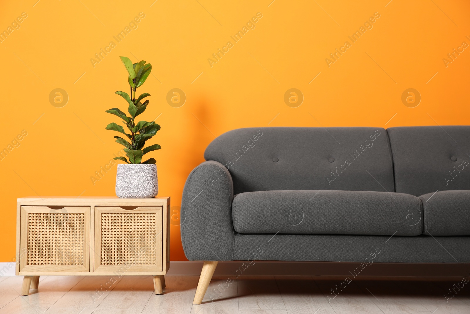 Photo of Stylish sofa and storage cabinet with houseplant near orange wall indoors