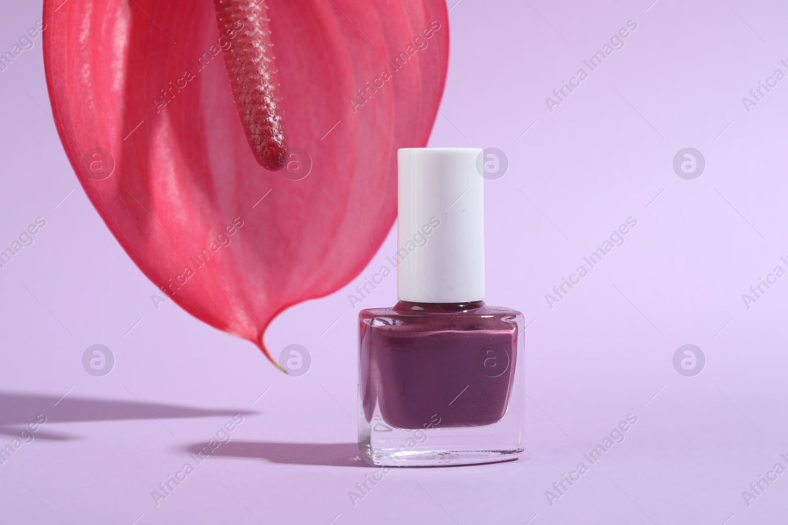 Photo of Nail polish in bottle and tail flower on light violet background