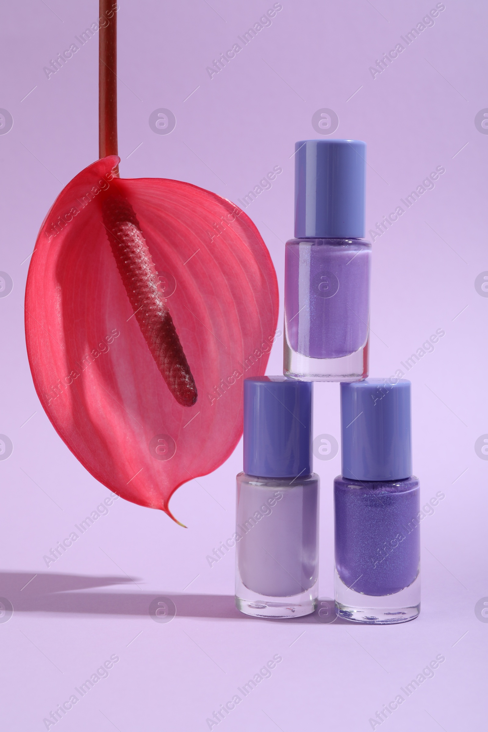 Photo of Stack of nail polishes in bottles and tail flower on light violet background