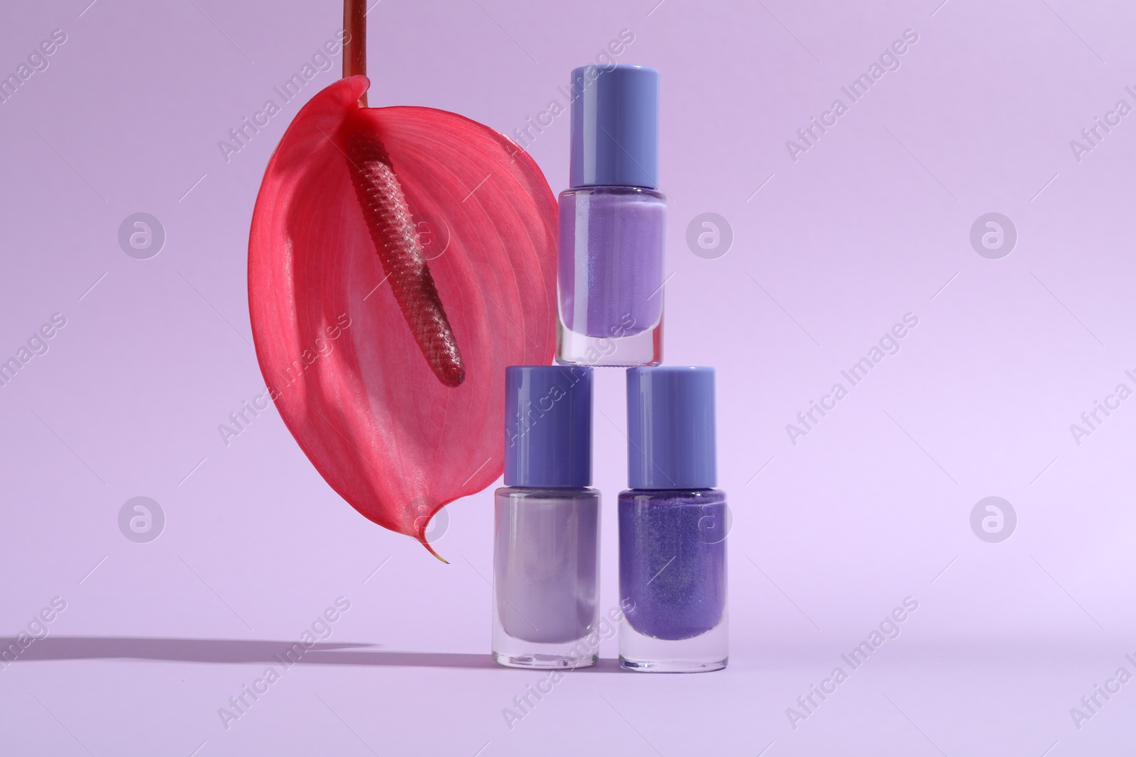 Photo of Stack of nail polishes in bottles and tail flower on light violet background