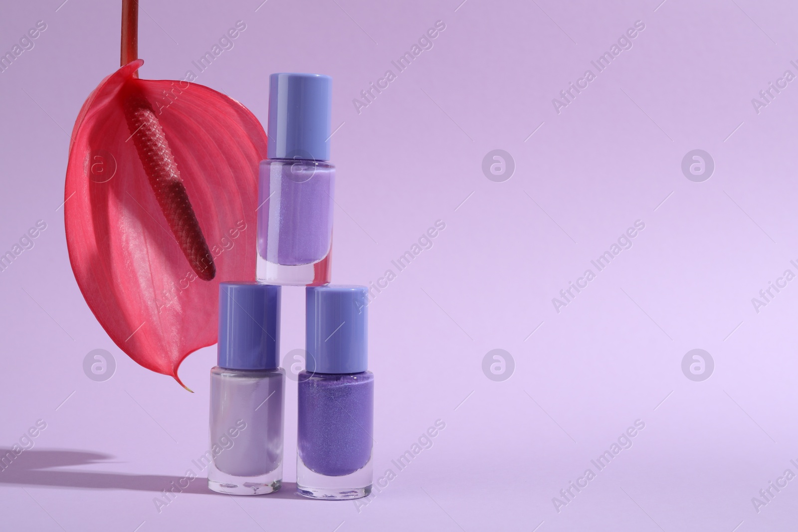 Photo of Stack of nail polishes in bottles and tail flower on light violet background, space for text