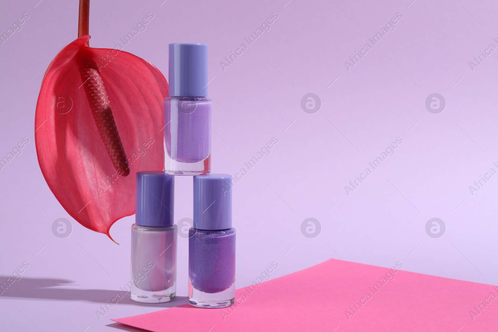 Photo of Stack of nail polishes in bottles and tail flower on light violet background, space for text