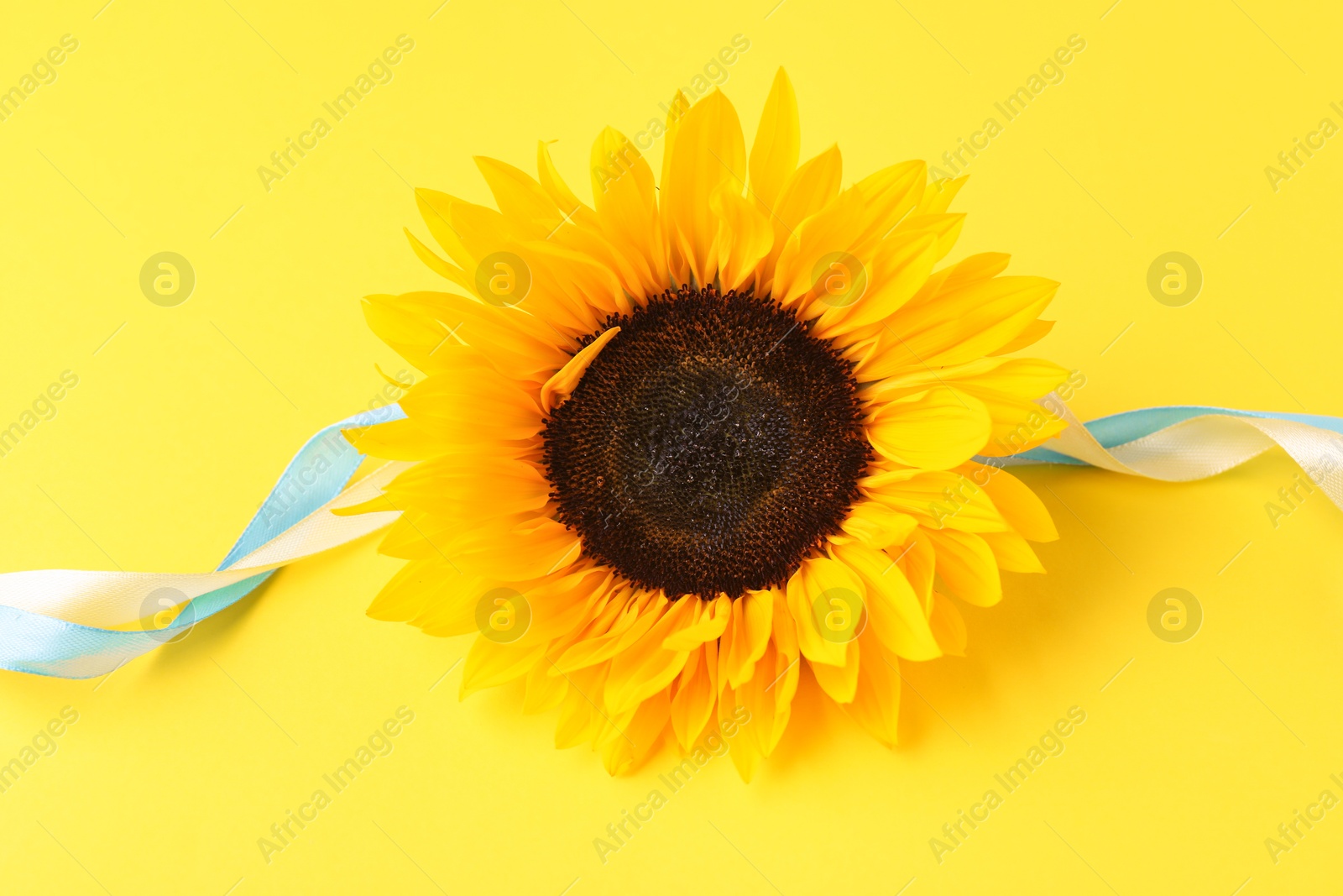 Photo of Sunflower with ribbons in colors of Ukrainian national flag on yellow background