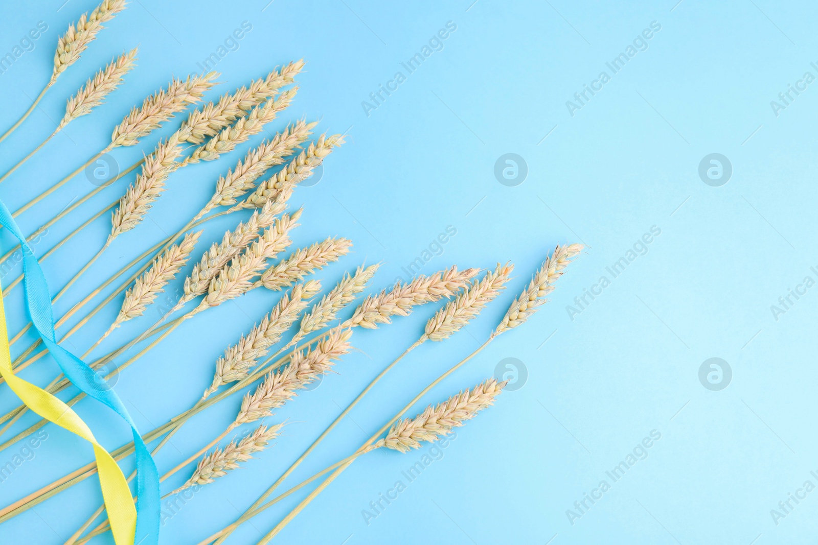 Photo of Ears of wheat with ribbons in colors of Ukrainian national flag on light blue background, flat lay. Space for text