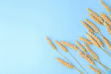 Photo of Ears of wheat on light blue background, flat lay. Space for text