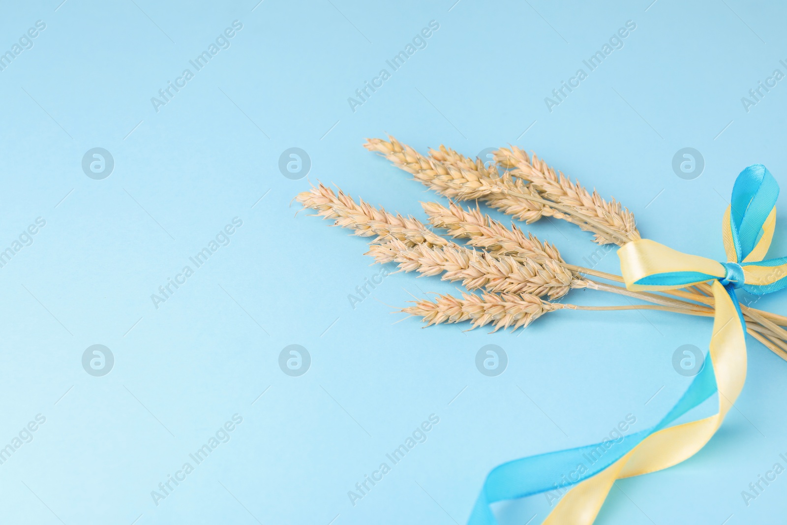 Photo of Ears of wheat with ribbons in colors of Ukrainian national flag on light blue background. Space for text