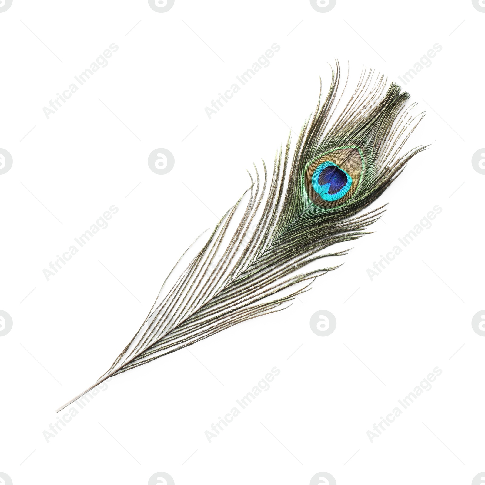 Photo of One beautiful peacock feather isolated on white