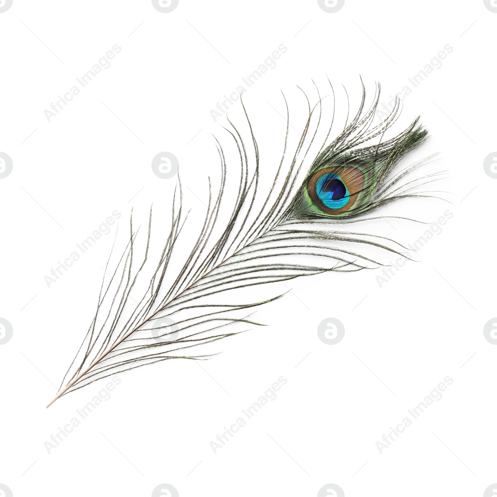 Photo of One beautiful peacock feather isolated on white