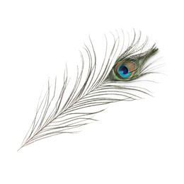 Photo of One beautiful peacock feather isolated on white