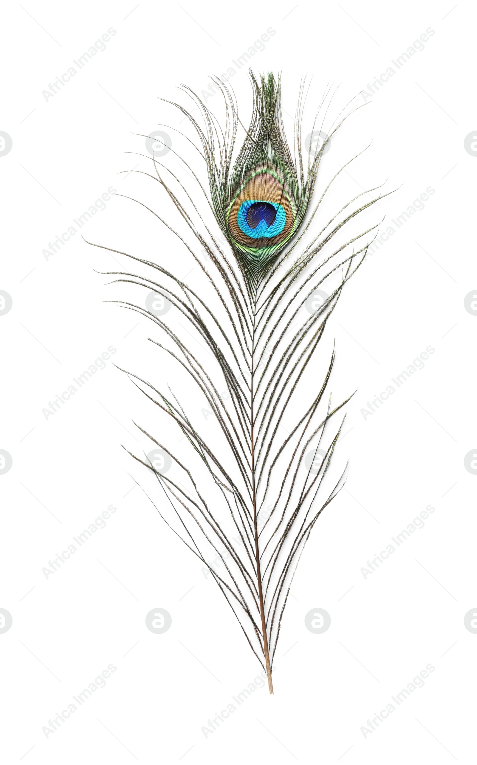 Photo of One beautiful peacock feather isolated on white